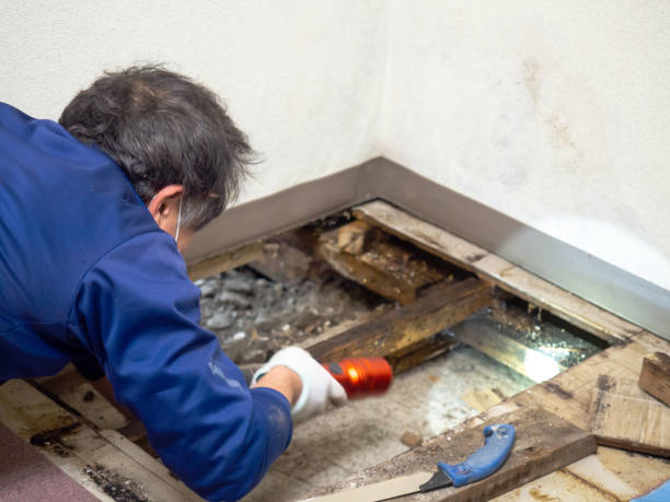 Best Crawl Space Mold Removal  in Hayti, PA