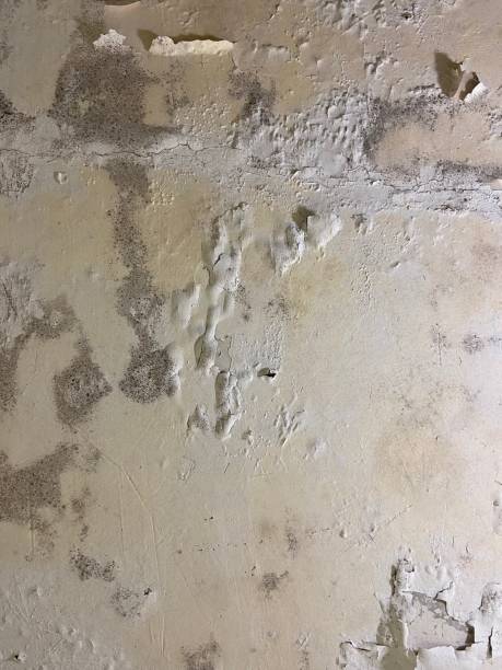 Best Home Mold Removal  in Hayti, PA