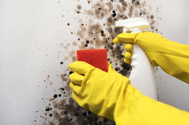 Trusted Hayti, PA Mold Removal Experts