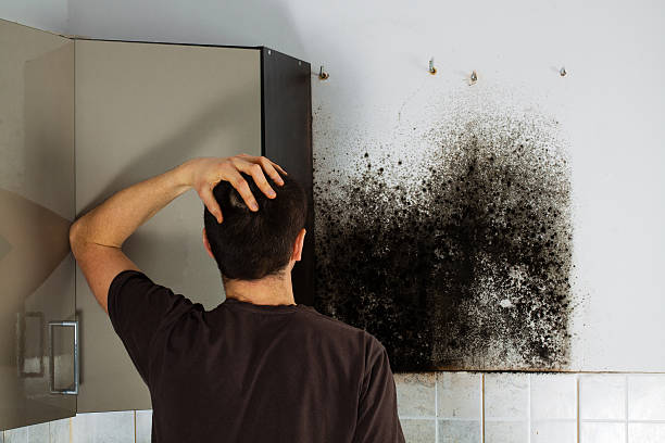 Best Residential Mold Removal  in Hayti, PA