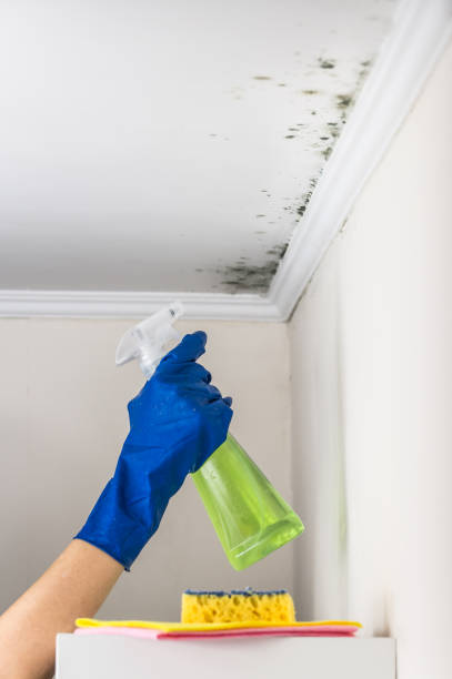 Best Emergency Mold Removal  in Hayti, PA